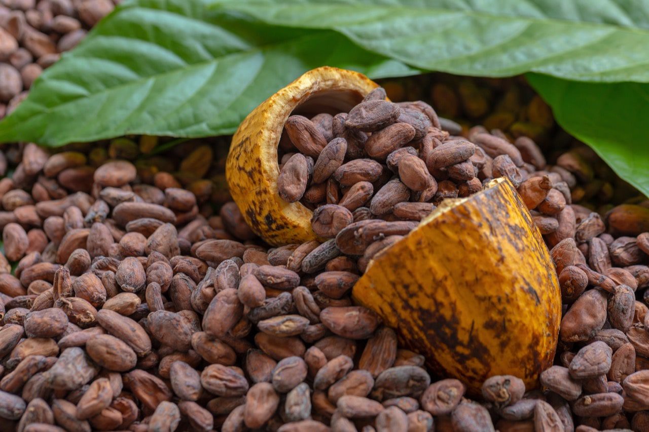 cacao-chiapas-min