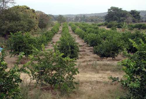 Servicios Inversión inmobiliaria en Chiapas 3 terreno agricola limones chiapas