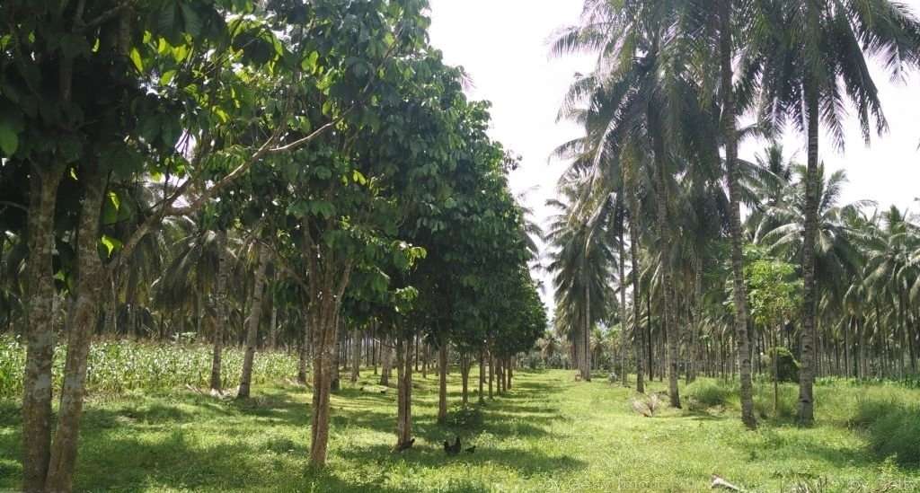 Terreno con potencial Turístico en la Costa de Chiapas 13 terreno en venta reserva protegida sistema agroforestal produccion 1
