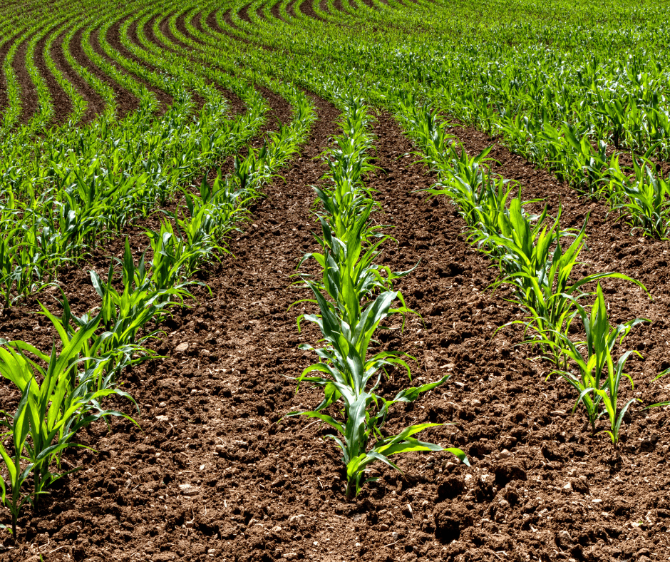 Beneficios de Diversificación de Cultivos en una Propiedad 1 terreno en venta cultivo de maiz