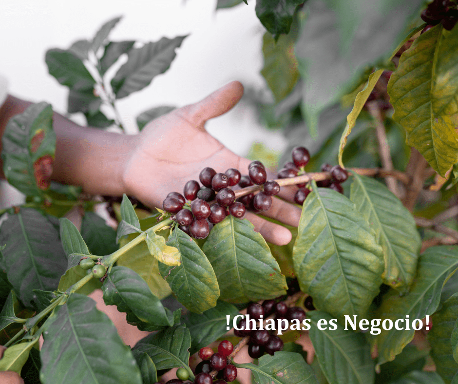 Importancia del valor de lo Local para Comprar Terreno 1 terrenos en venta en chiapas