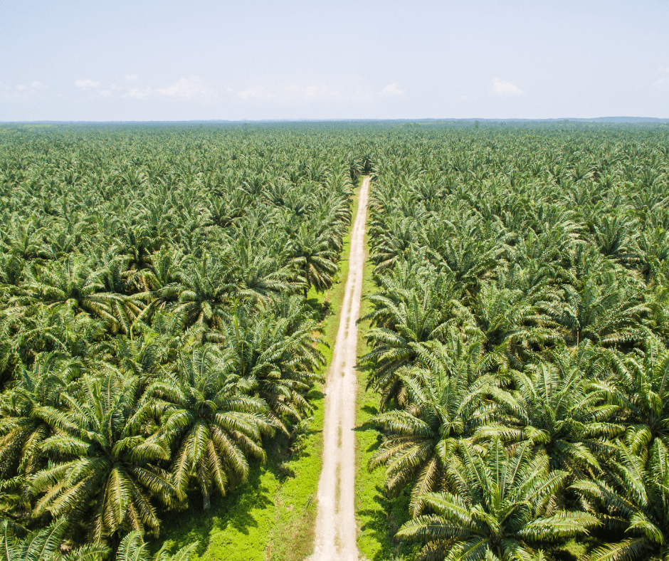 Regulaciones y Cumplimiento: Aprendiendo algo de la Legislación Agrícola y Zonificación 1 terrenos para cultivar palma en chiapas
