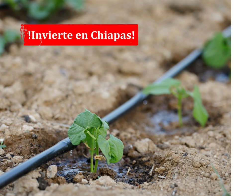 chiapas en negocio