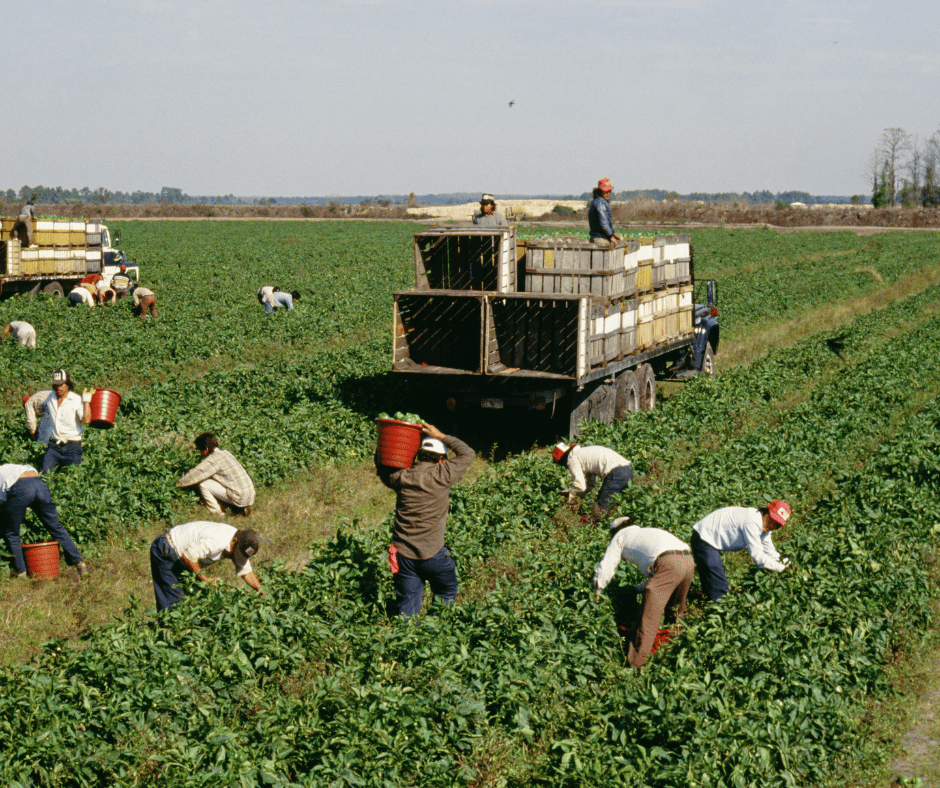 terreno agricola en venta en chiapas