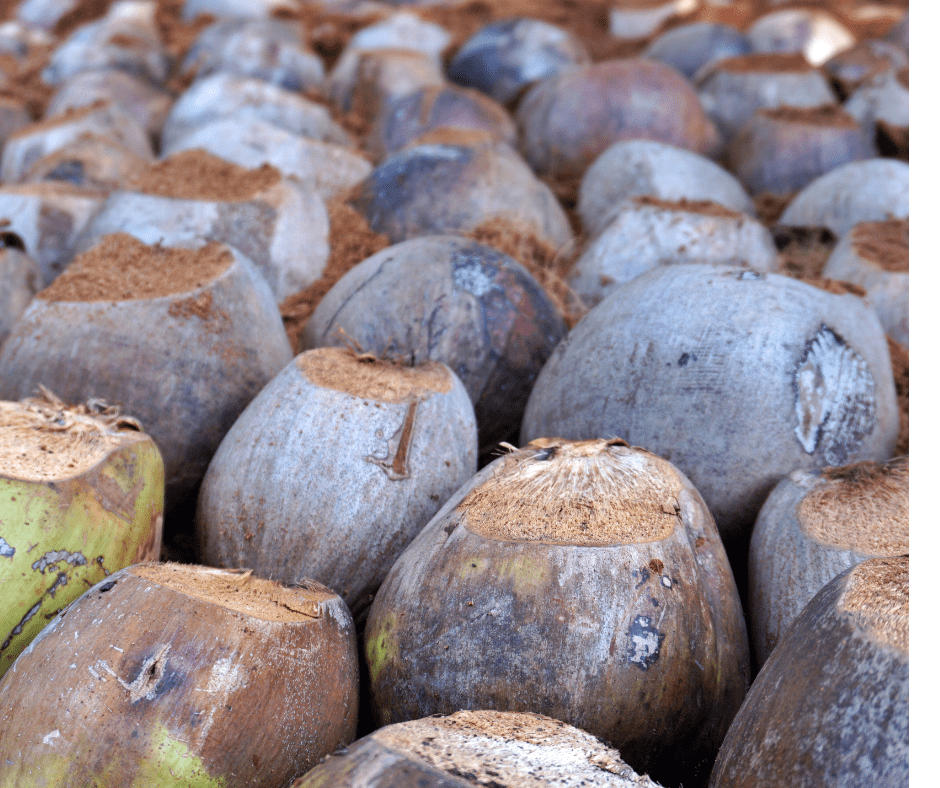 Seleccionando el Terreno ideal para el Cultivo de Coco: Guía Completa 9 terreno en venta chiapas