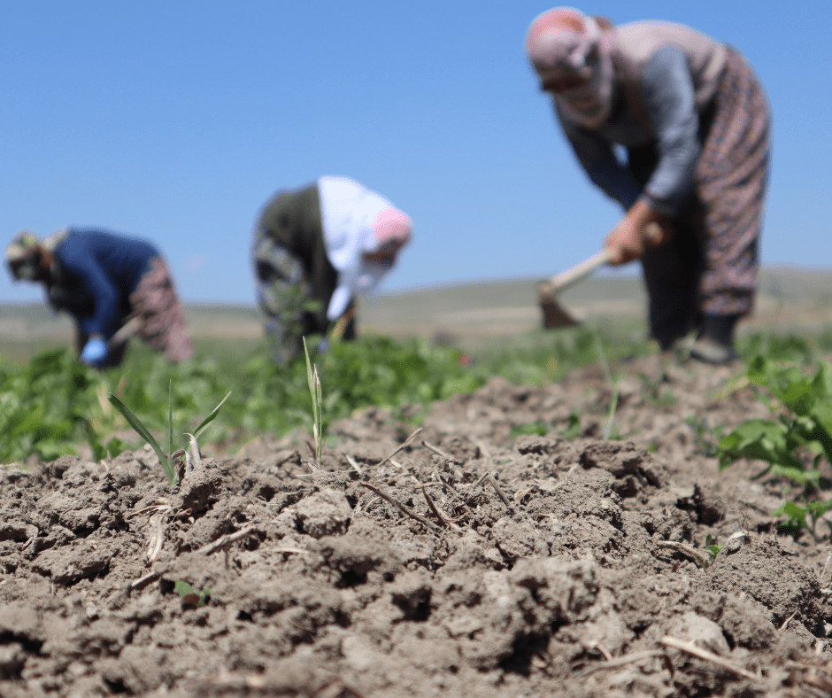 Seleccionando el Terreno ideal para el Cultivo de Coco: Guía Completa 3 terreno en venta en huixtla chiapas