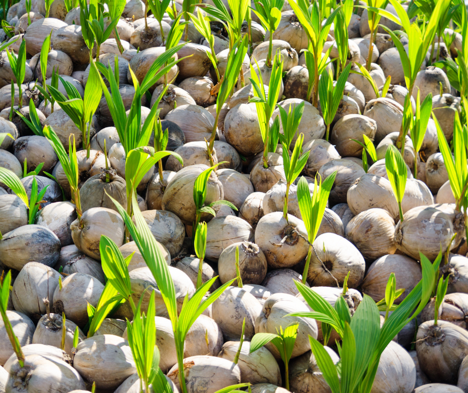 Seleccionando el Terreno ideal para el Cultivo de Coco: Guía Completa 1 terreno en venta en la costa de chiapas