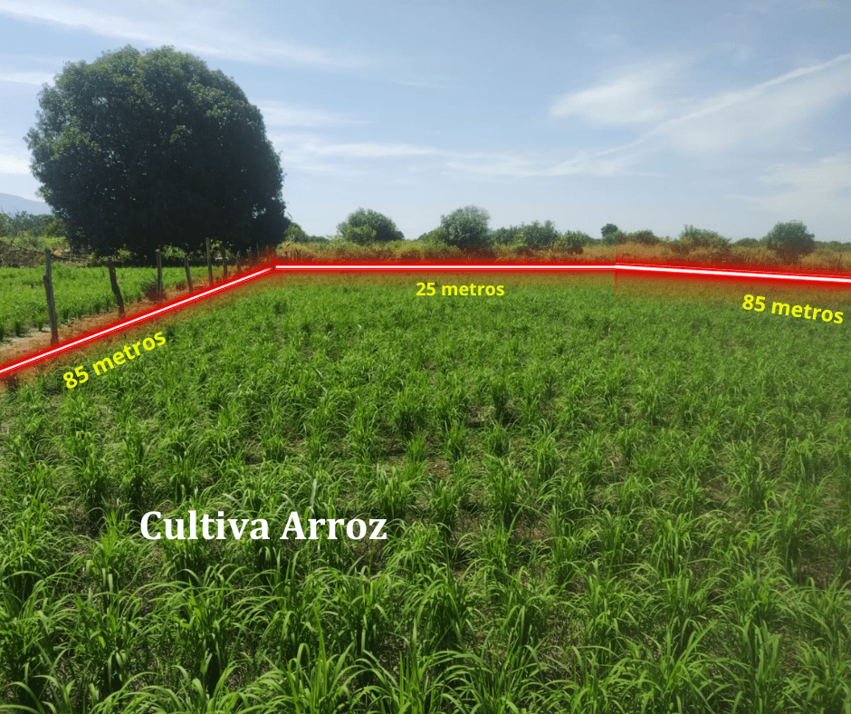 Terreno en Escuintla Chiapas 5 terreno en escuintla chiapas