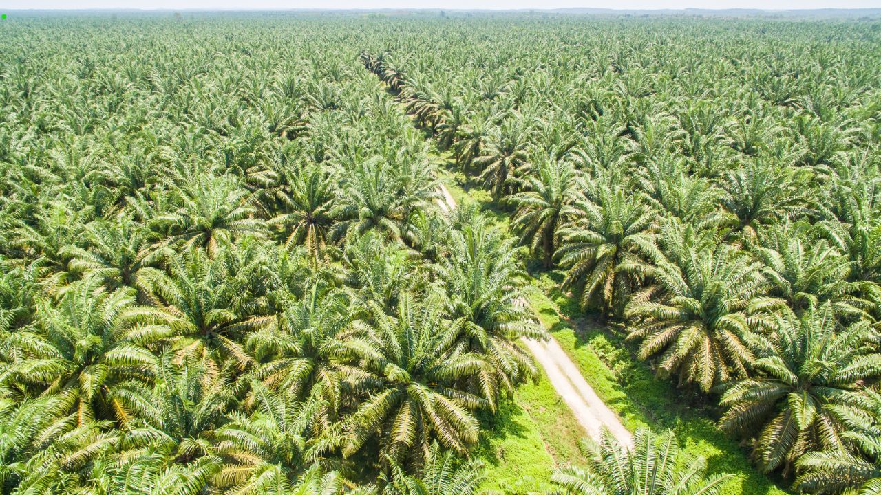 ¿Pensando en invertir en terrenos en el Soconusco? 5 palma de aceite